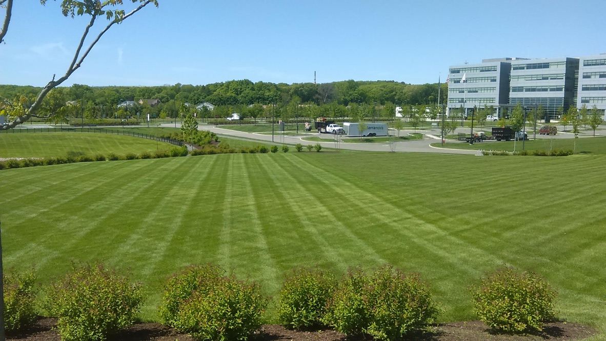 Expansive striped turf across the Canon campus