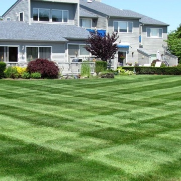 A precise checkered mowing pattern across a lawn