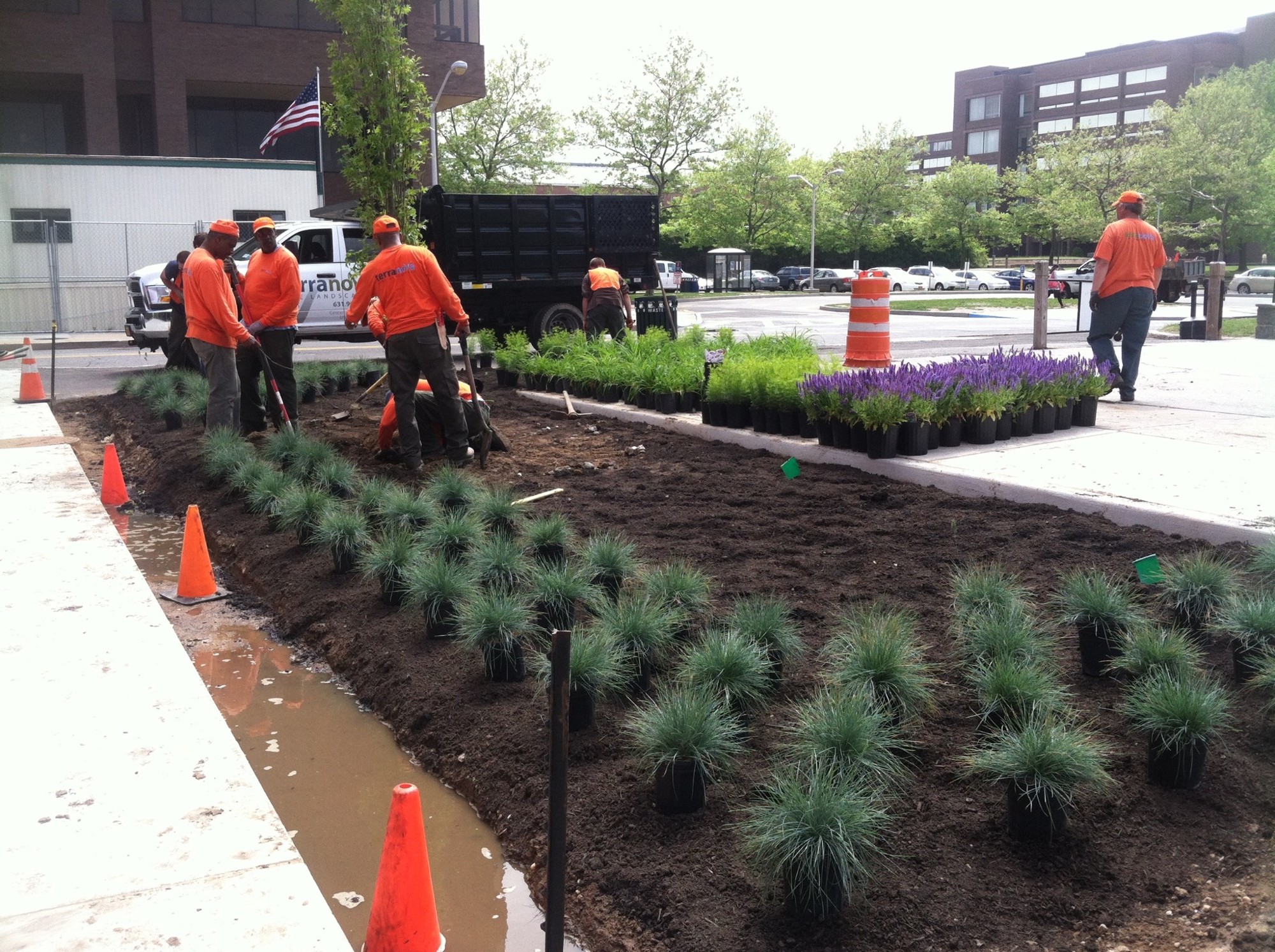 Terranova crew mass planting at Stony Brook University