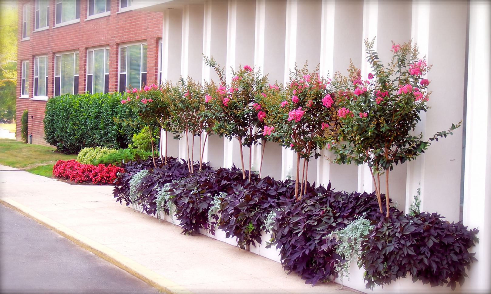 Crape myrtles and cascading foliage in a row of planted containers