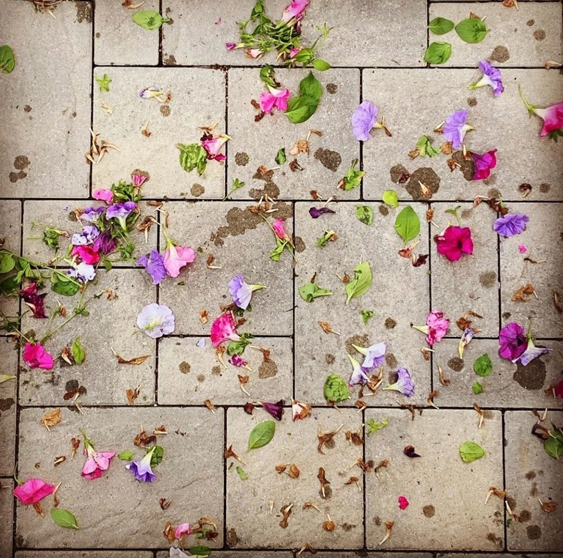 Petals and leaves scattered across the office pavers