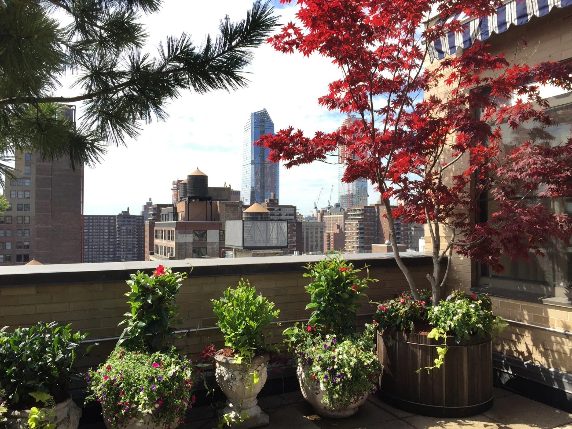 Rooftop planting