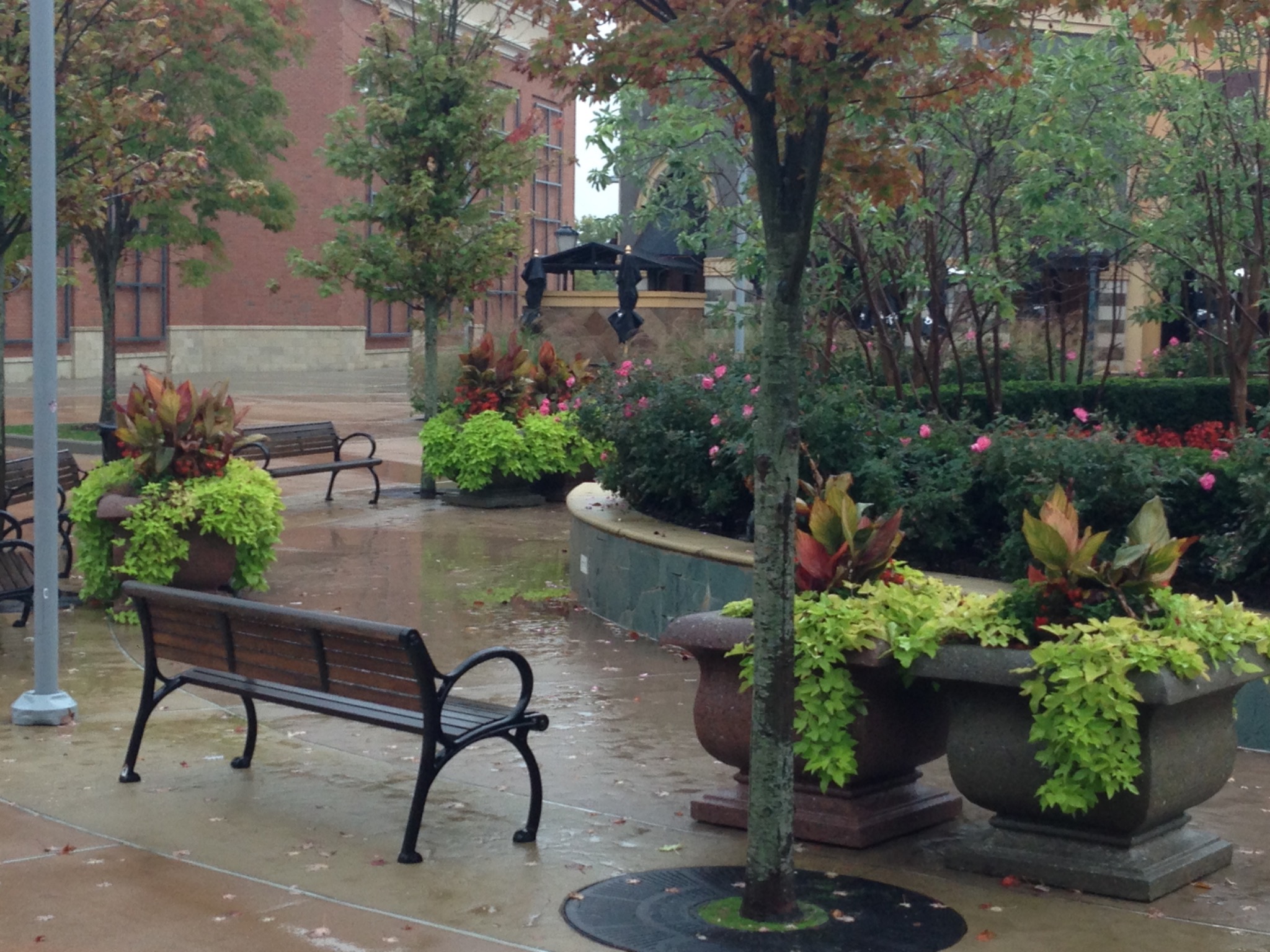 Rain-darkened stone urns with bronze cannas and cascading sweet potato vines across the mall plaza