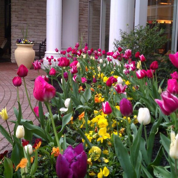 Tulips and pansies beside architectural columns