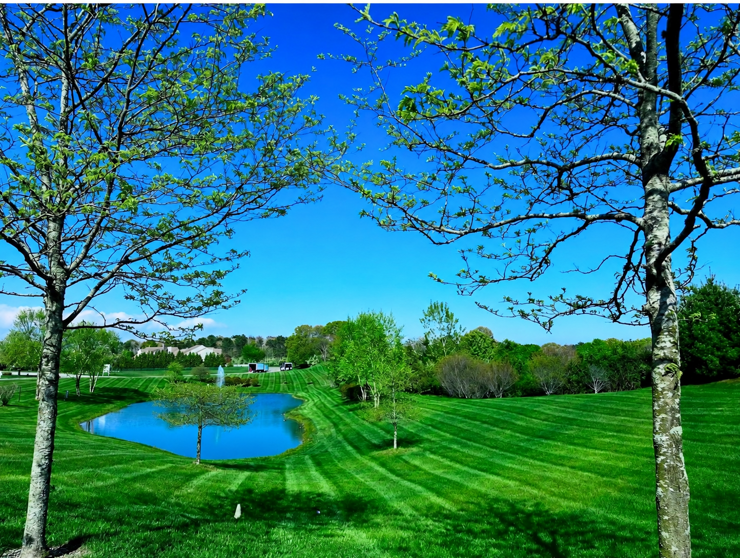 Sweeping striped turf around a pond framed by mature trees
